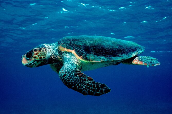 Laganas Zakynthos: Marathonissi, Keri Caves and Turtles Spotting - Turtle spotting in Laganas Bay