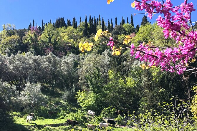 Lefkada: Mountain Gems Electric Fat Bicycle Tour & Tasting - Rural lanes, viewpoints, and the final climb