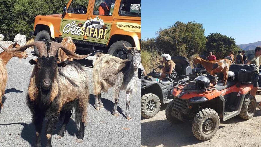 Malia: Off-Road Quad Safari Tour with Lunch and Transfers - From Malia to the first olive-grove tracks