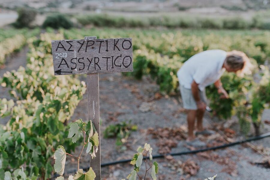 Milos Island: Kostantakis Winery Wine Tasting Experience - The guides make the small group work