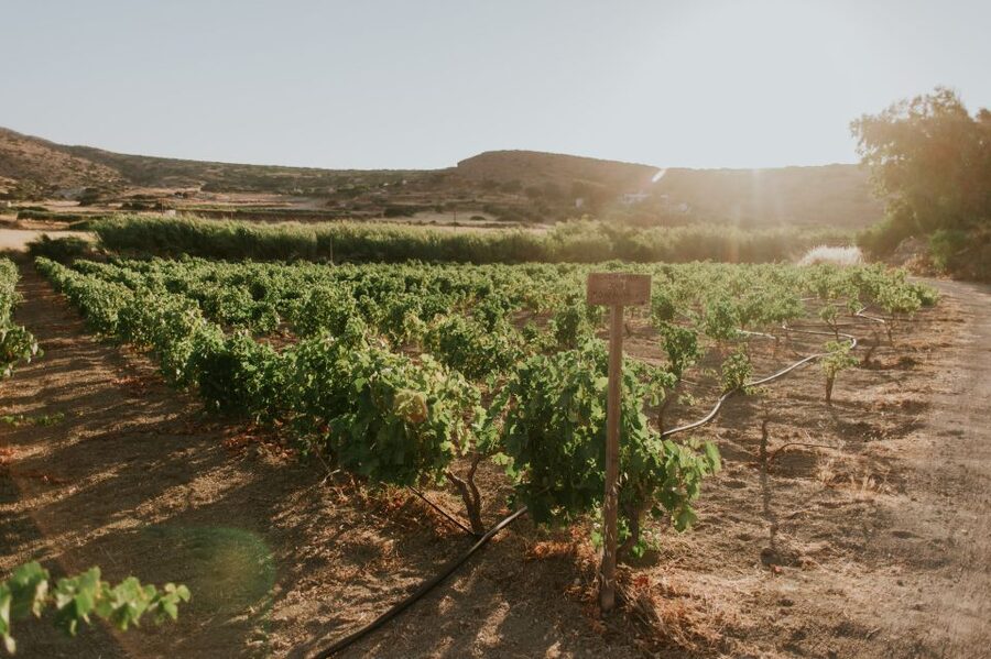 Milos Island: Kostantakis Winery Wine Tasting Experience - Is $68 a fair price?