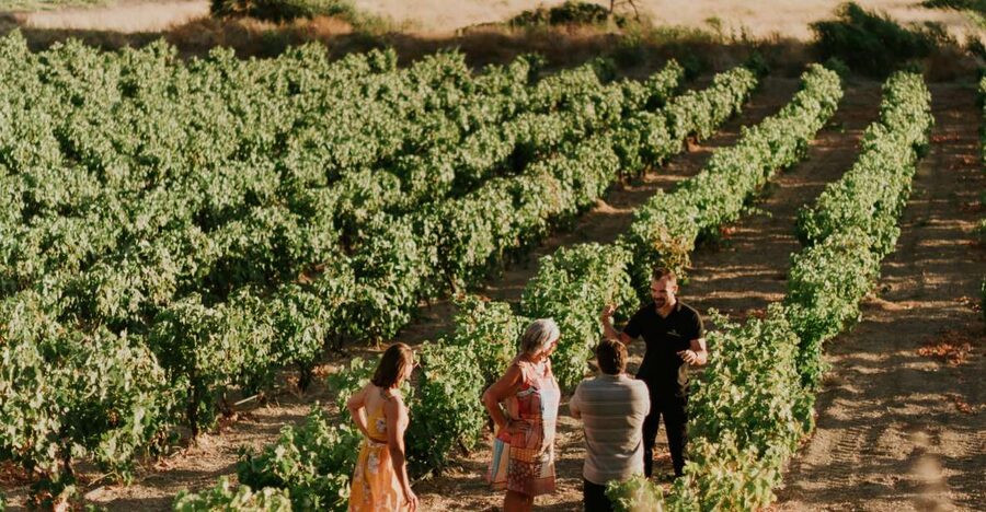 Milos Island: Kostantakis Winery Wine Tasting Experience - Who should book this Milos tasting?