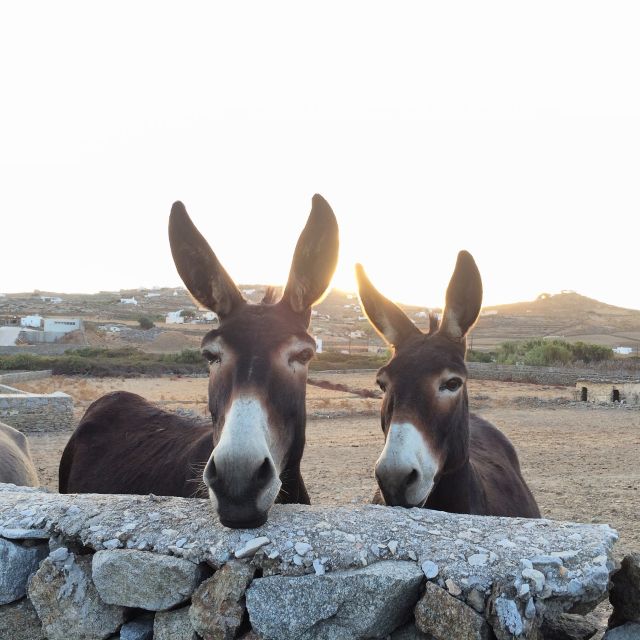 Mykonos: Full-Day Sightseeing Tour with Lunch - Mykonos Town on foot