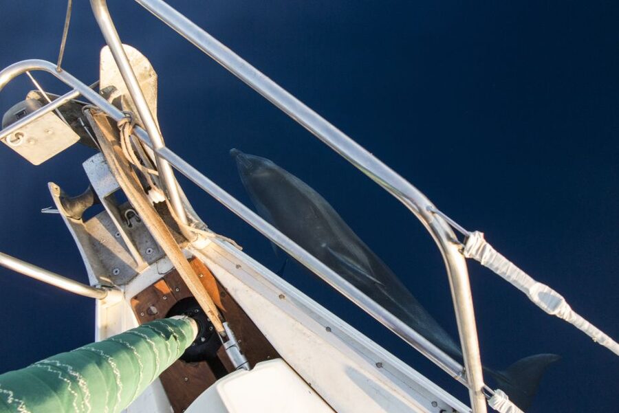 Naxos: Full-Day Small Cyclades Sailing Cruise - Is $165 a fair price?