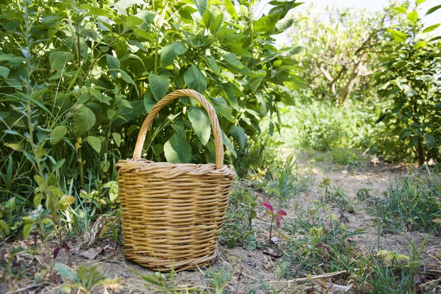 Naxos: Half-Day Cooking Class at Basiliko Family Tavern - Why this class feels different from a city cooking lesson