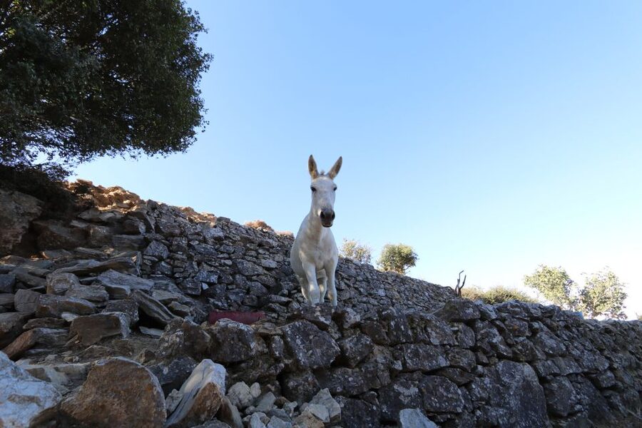 Naxos: Hike to the Top of Mount Zas with a Guide - The Summit View Across the Cyclades
