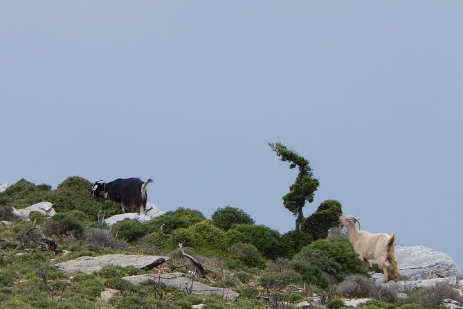 Naxos: Hike to the Top of the Cyclades - Mount Zas - How to prepare for the four-hour outing