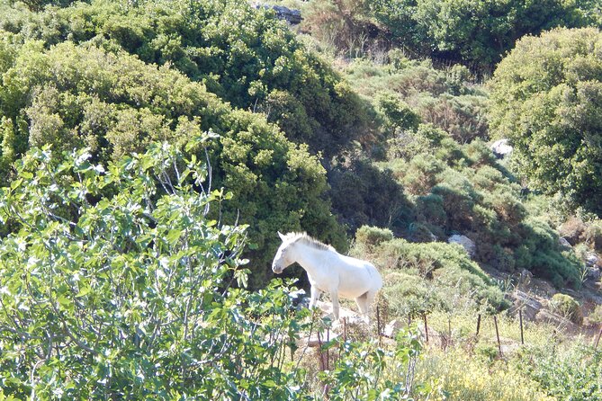 Naxos: Hike to the Top of the Cyclades - Mount Zas - The 6-kilometer route to the summit