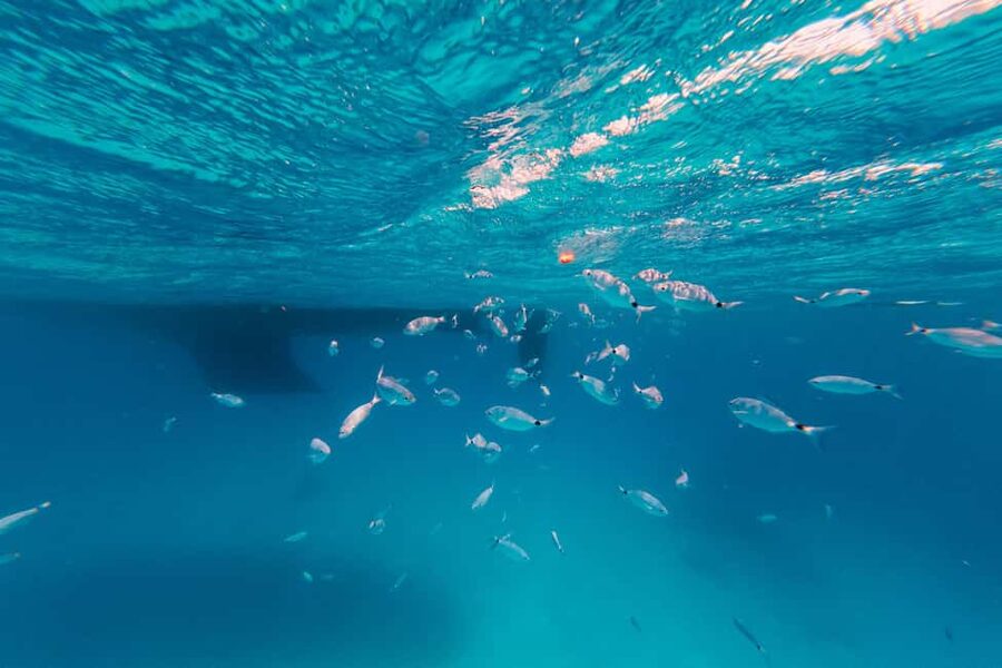 Naxos/ Paros: Sailing Cruise with Food and Drinks - Group size, boat comfort, and private departures