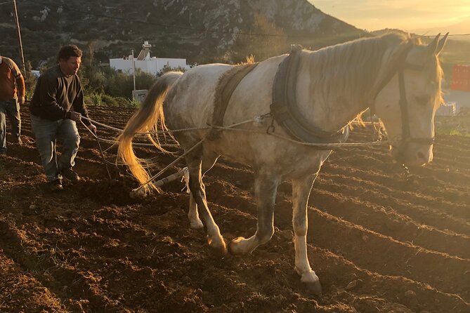 Naxos Perivoli Farm Experience & Wood-fire Cooking Class - Key points to know before you book