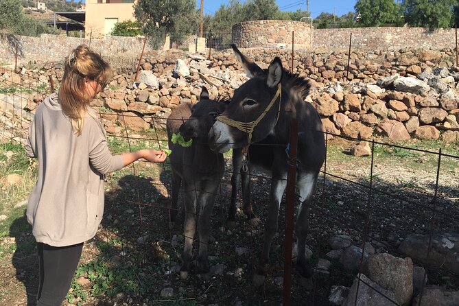 Naxos Villages Food Tour - Is $235.33 a fair price?