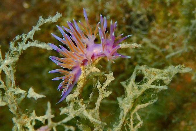 Nima Diving Center, Naxos, Greece - Who should choose this session
