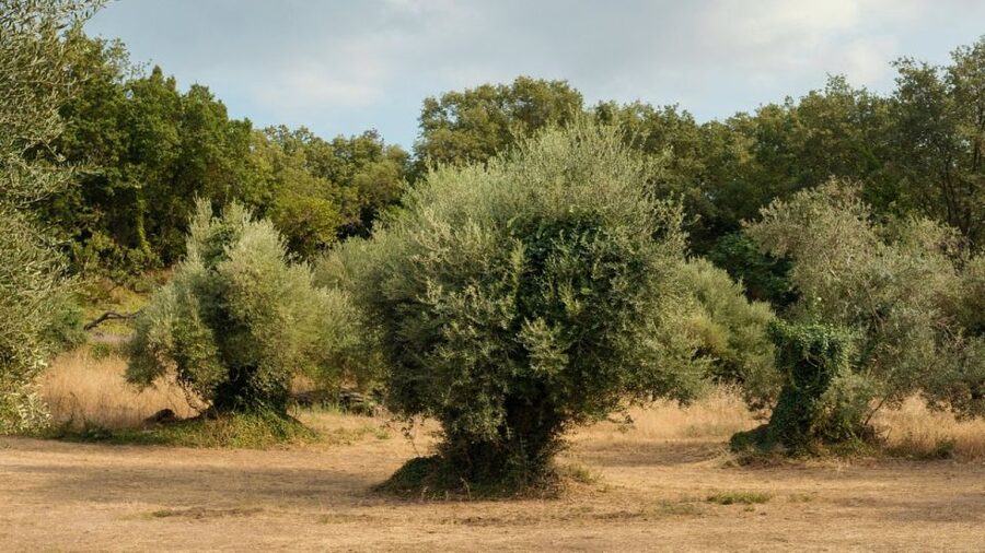 North Corfu: Olive Tour with Olive Oil Tasting and Mezze - Inside the early twentieth-century olive press