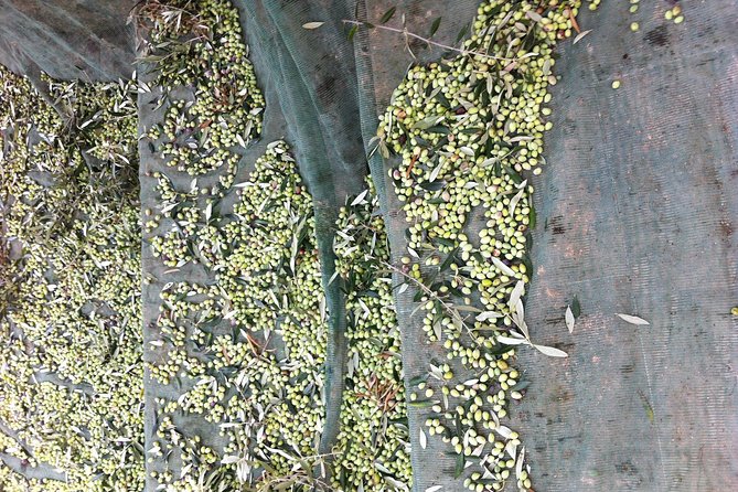Olive Oil Tasting Tour - Why this small mill visit works so well
