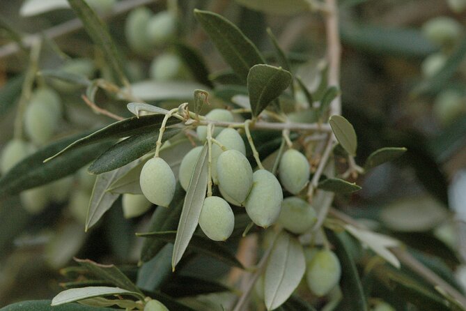 Olive Oil Tasting Tour - Learning to taste extra virgin olive oil