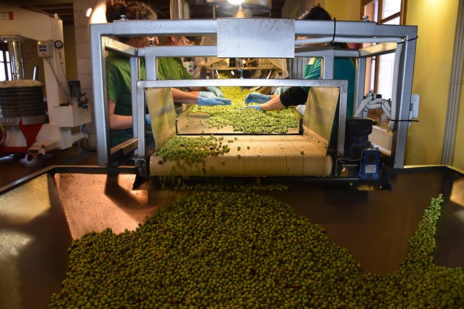 Olive Oil Tasting Tour - Starting among the olive trees in Epanos Archanes