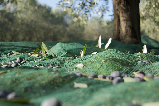 Olympia Shore Ex: Olympic site, Honey Farm & Olive Oil Tasting - What the $119.48 price really covers