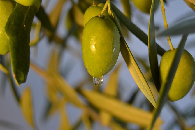Olympia Shore Ex: Olympic site, Honey Farm & Olive Oil Tasting - Should you book this tour?