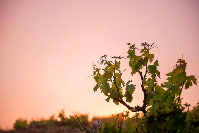 Private Santorini Wine Roads Tour with Tastings - Second winery: compare producers and grape varieties