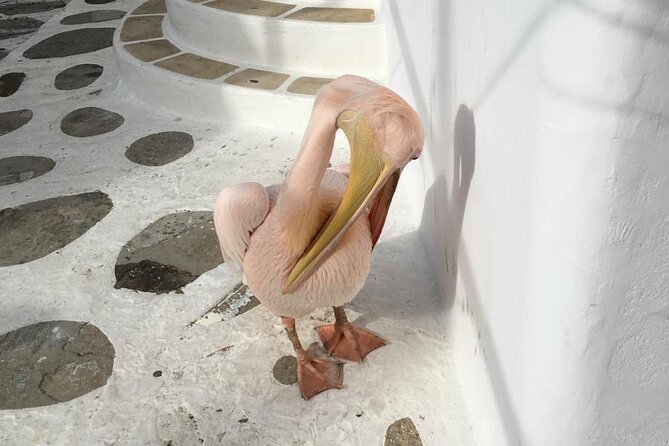Private Tour: 4 Hours Mykonos Island Tour - Like a Local - Ano Mera and the Monastery of Tourliani