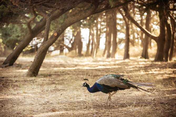 Private Tour: Best of Rhodes in one day (Full Island Tour) - Lindos: the day’s most demanding hour