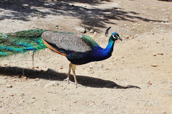 Private Tour: Best of Rhodes in one day (Full Island Tour) - Butterfly Valley: a seasonal stop with a catch
