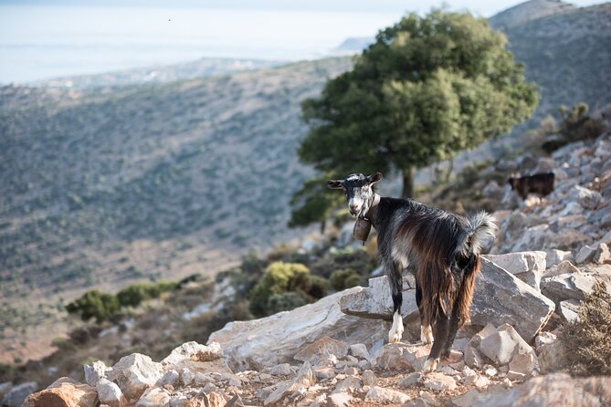 PRIVATE-Zeus Cave-Knossos-Olive oil Factory-Traditional Villages. - Passing Malia and arriving in Heraklion