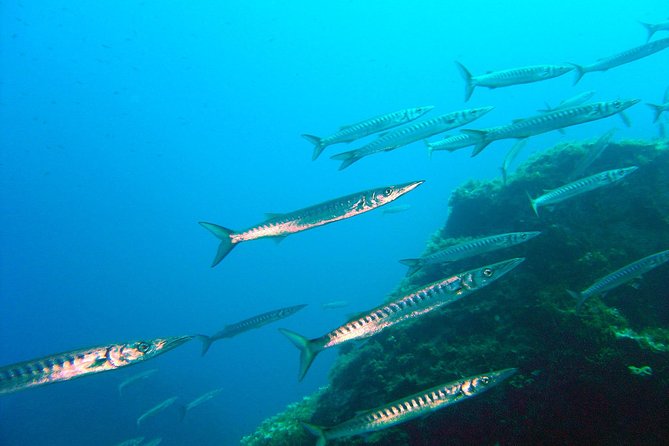 Qualified Diver 1 Tank Dive in Mykonos - Key points to know before booking