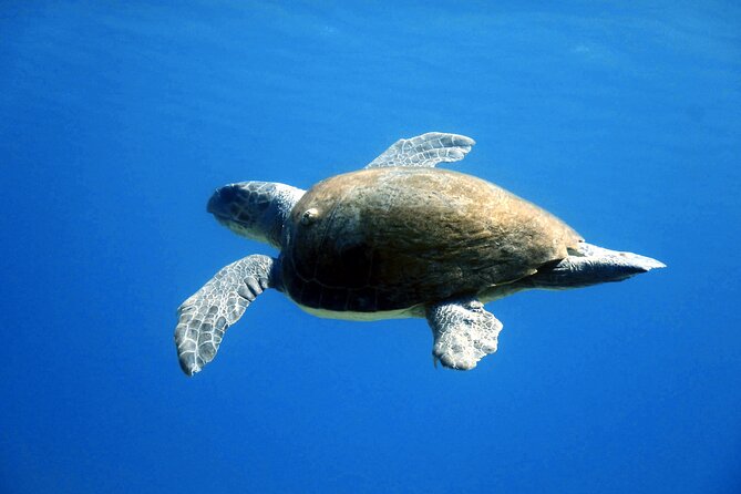 Qualified Diver 1 Tank Dive in Mykonos - Morning or afternoon: choosing the better time
