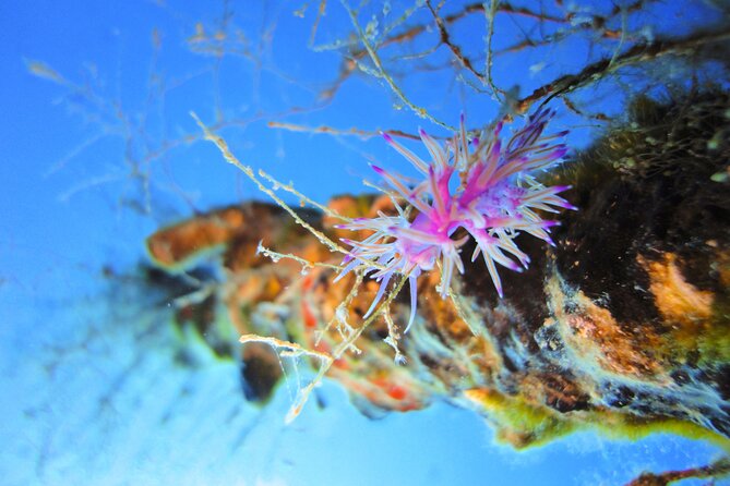 Qualified Diver 1 Tank Dive in Mykonos - Is $178.61 a fair price?