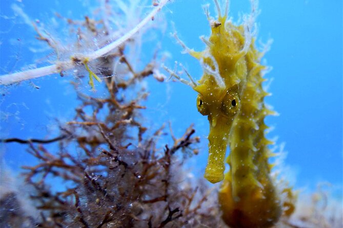 Qualified Diver 1 Tank Dive in Mykonos - What you might see below the Aegean
