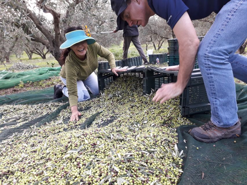 Rethymno: Olive Oil Tasting with Cretan Food Pairing - A four-course Cretan meal under the trees