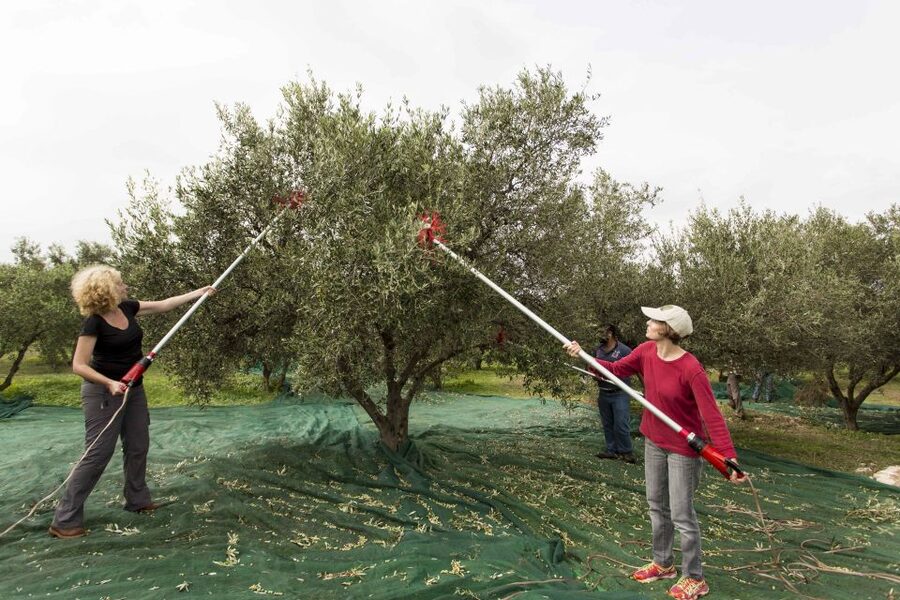 Rethymno: Olive Oil Tasting with Cretan Food Pairing - Walking among the old olive trees