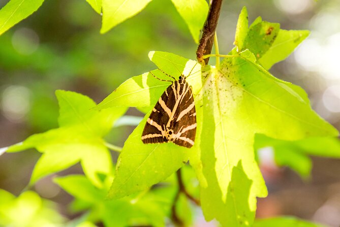Rhodes: Butterfly Valley & Seven Springs Nature Day Trip - Who will enjoy this day most?