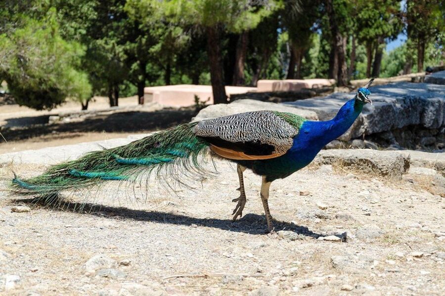 Rhodes: Filerimos Hill and Butterfly Valley Bus Trip - A useful half-day plan from northern Rhodes