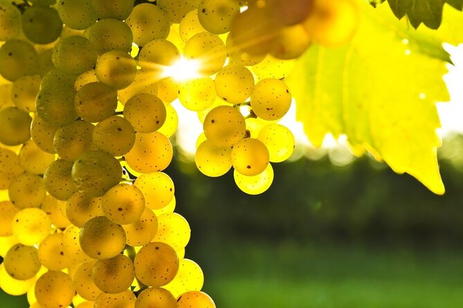 Rhodes Wine & Food Tour: 10 Meal Course Lunch, Wine Tasting, Cooking Class - Meeting Jason and learning the family story