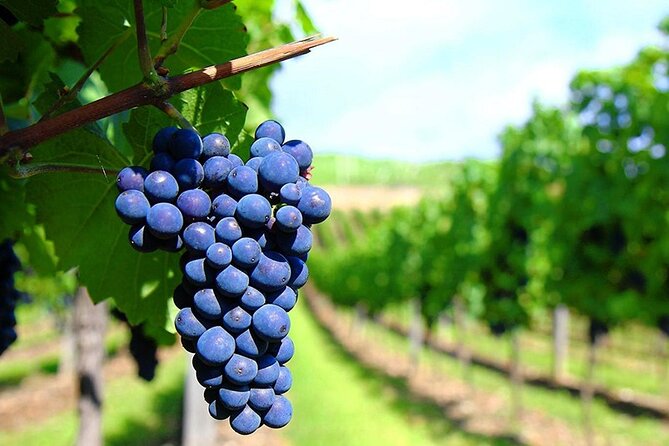 Rhodes Wine & Food Tour: 10 Meal Course Lunch, Wine Tasting, Cooking Class - The 10-dish Greek lunch