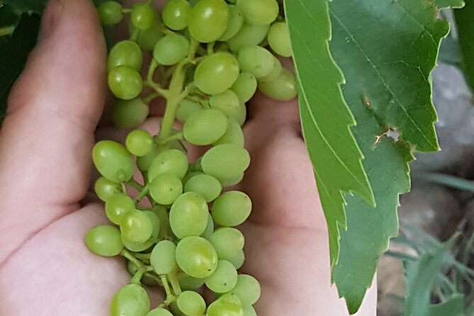 Rhodes Wine & Food Tour: 10 Meal Course Lunch, Wine Tasting, Cooking Class - Walking among the vines