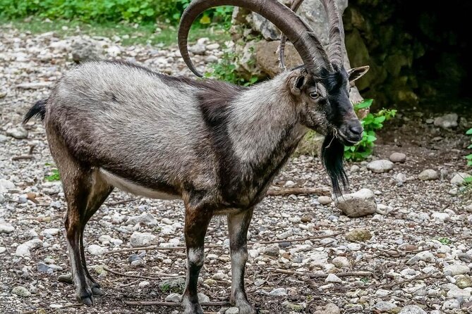 Samaria Gorge Hiking from Chania with Professional Hiking Guide - The 6 a.m. start from Chania