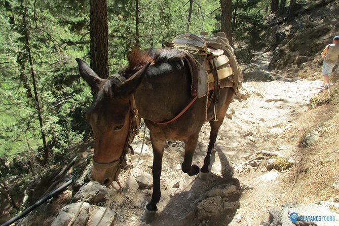 Samaria Gorge Trek: Full-Day Excursion from Chania with Guide - Who should book this Samaria Gorge trip?