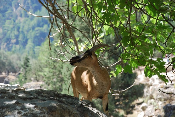 Samaria Gorge Trek: Full-Day Excursion from Rethymno with Guide - Agia Roumeli: swim, lunch, and a slower finish