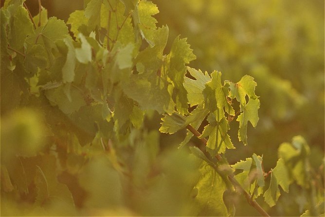 Santorini 3-Winery Tour with 12 Wine Tastings and Oia Sunset - Guides make or break the afternoon