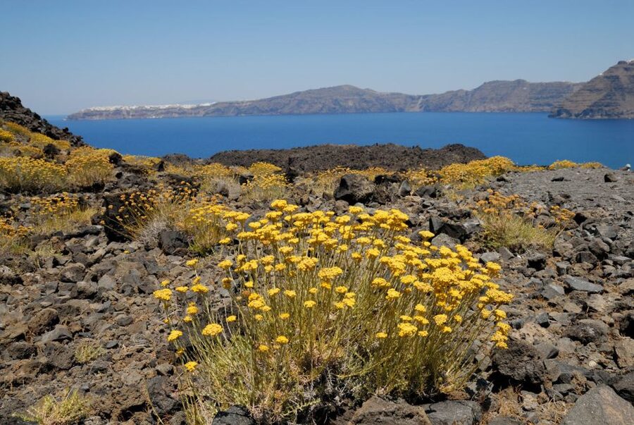Santorini Caldera: Sunset Cruise with Dinner - Thirasia, old Manola, and time away from the main island