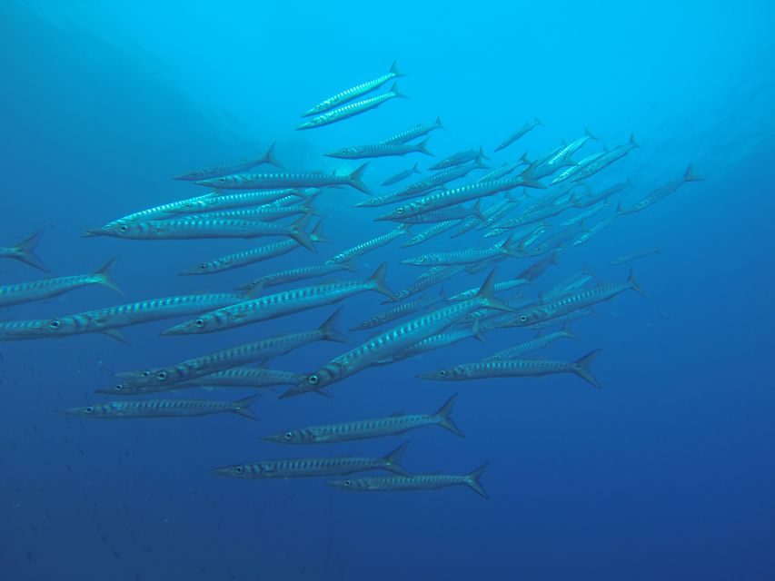 Santorini: Scuba Diving Experience for Beginners - The instructors are the real strength