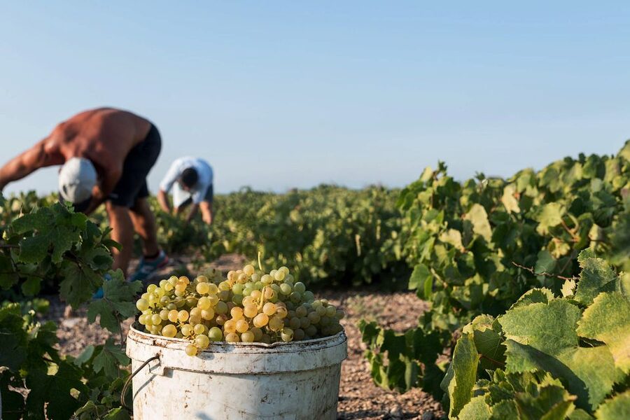 Santorini Wine Roads: Tour of 3 Wineries with a Sommelier - Three wineries, three different settings