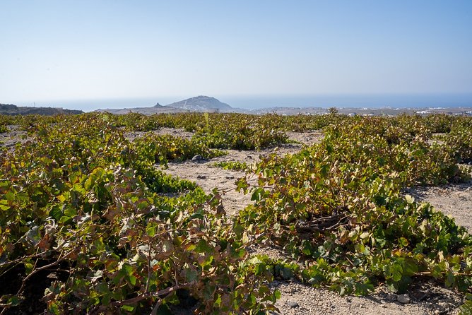 Santorini Wine Roads Tour with Wine Tastings Morning & Sunset - Why Santorini wine is worth your afternoon