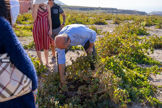 Santorini Wine Roads Tour with Wine Tastings Morning & Sunset - Guides make the difference