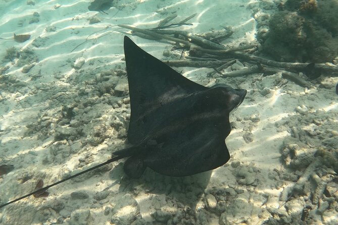 Scuba Diving Experience in Santorini - What you may see beneath the water
