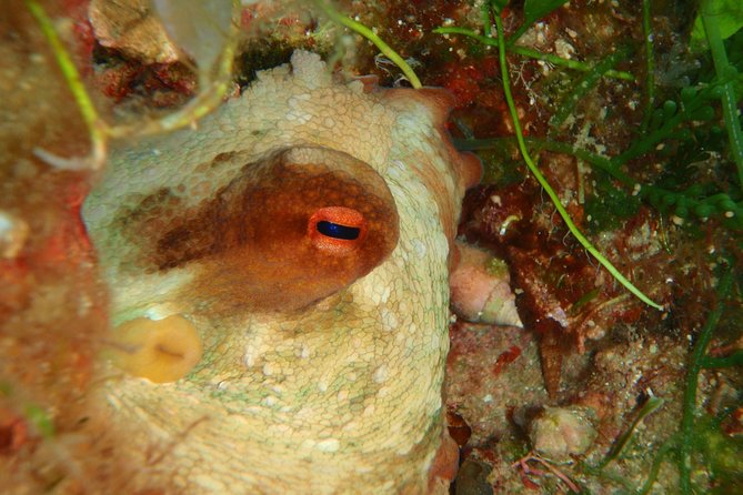 Scuba Diving in Naxos by Bluefindivers - Dive in Greece - Amazing Diving Spots - Equipment, photos, and the real value of the $169.31 price