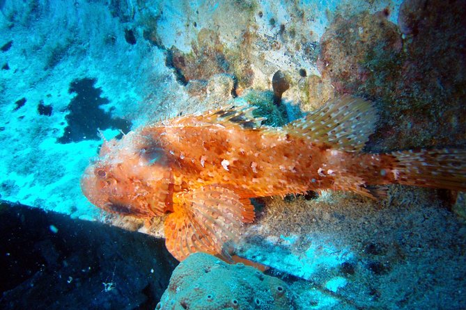 Scuba Diving in Naxos by Bluefindivers - Dive in Greece - Amazing Diving Spots - The instructors and the comfort factor